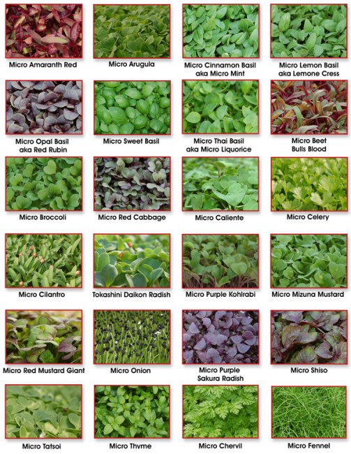 micro-greens